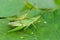 Mating Green Grasshoppers Macro