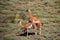 Mating guanacos in Torres del Paine National Park, Chile