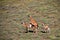 Mating guanacos in Torres del Paine National Park, Chile