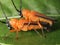 Mating Insects close up