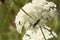 Mating Insects on Mound of White Cow Parsnip