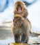 Mating Japanese macaques. Scientific name: Macaca fuscata, also