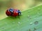 Mating lady bugs