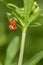 Mating Lady Bugs