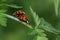 Mating lady bugs (Coccinellidae)