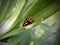 Mating Ladybird Beetles