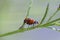 Mating ladybugs