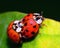 Mating Ladybugs