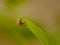 Mating Ladybugs