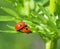 Mating Ladybugs Or Coccinellids On Parsley Stalk