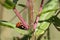 mating ladybugs two different species