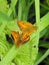 Mating Large Skipper butterflies