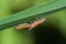 Mating leafhoppers