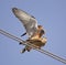 Mating Lesser Kestrels