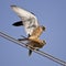 Mating Lesser Kestrels