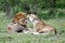 Mating lions in Masai Mara 2