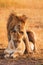 Mating lions in Masai Mara