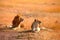 Mating lions in Masai Mara