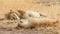 Mating lions in Masai Mara