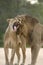 Mating lions (Panthera leo)