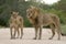 Mating lions (Panthera leo)