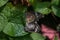 Mating Malaysian lacewings (Cethosia hypsea hypsina) on a plant leaf