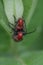Mating Milkweed Beetles