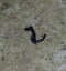 Mating millipede. Millipede - centipedes black with strong armor