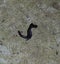 Mating millipede. Millipede - centipedes black with strong armor