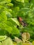 Mating of the Monarch Butterflies