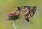 Mating Monarchs