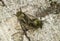 Mating neotropical Fidicina cicadas