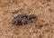 Mating Oblique-lined Tiger Beetles
