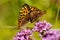 mating orange butterflies