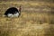 Mating Ostriches in Ngorongoro crater