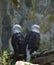 Mating Pair of American Bald Eagles Together