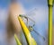 A mating pair of Azure damselflies Coenagrion puella seen in June