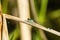 A mating pair of Azure damselflies Coenagrion puella seen in June