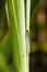 A mating pair of Azure damselflies Coenagrion puella seen in June