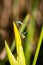 A mating pair of Azure damselflies Coenagrion puella seen in June