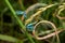 Mating pair of blue azure damselfly, dragonfly