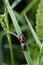 A mating pair of Brassica Shieldbug, Eurydema oleracea, perching on a Blade of Grass in the springtime in the UK.