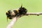 A mating pair of Bumblebee Bombus perched on a branch.