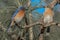 Mating pair of eastern bluebirds perched together on a long leaf pine tree branch