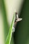 Mating pair of eye gnats, Liohippelates apicatus, Satara,