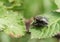 A mating pair of Flesh Fly, perching on a leaf in spring.