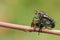 A mating pair of Flesh Fly Sarcophaga.