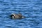 Mating pair of Gadwall ducks breeding