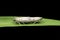 Mating pair of grass moth species, Satara, Maharashtra