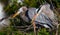 Mating pair of Great blue herons in rookery